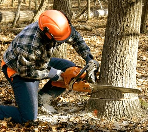 Tree Removal in Etna, ME